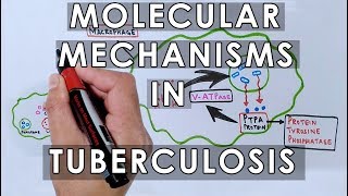 Molecular Mechanisms in Tuberculosis [upl. by Alston]