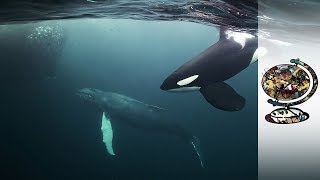 Orcas CoExist With Norways Arctic Fishermen [upl. by Mendel]