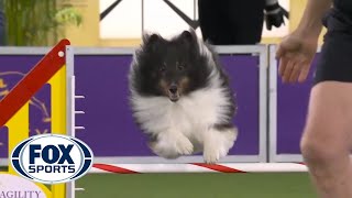 BOSS the Shetland Sheepdogs clean run clinched the 16quot class  FOX SPORTS [upl. by Novehc]