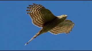 Sparrowhawk Bird Call Bird Song [upl. by Bonny33]