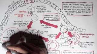 Part I  Mucosal Immunity [upl. by Perot]