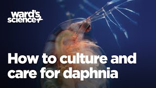 Caring and Culturing for Daphnia [upl. by Anehsuc640]