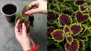 How to grow Coleus from cutting [upl. by Aimehs]