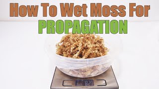 How To Use Sphagnum Moss For Propagation [upl. by Anamuj]