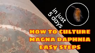 How to Culture Magna Daphnia Easily [upl. by Ygiaf700]