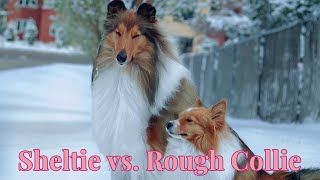 Sheltie vs Rough Collie [upl. by Oeak]