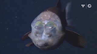 MBARIs Top 10 deepsea animals [upl. by Bourne134]