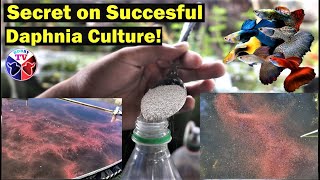 How to Culture Daphnia Successfully [upl. by Enomes]