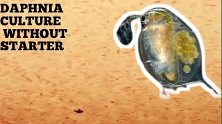 HOW TO CULTURE DAPHNIA NATURALLY WITHOUT A STARTER [upl. by Valonia]