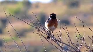 African Stonechat male singing [upl. by Ecirtel867]