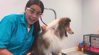 Grooming a Shetland Sheepdog “Sheltie” [upl. by Aihsein32]