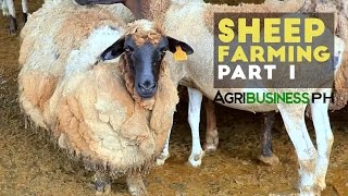 Sheep farming in the Philippines  Sheep farming part 1 Agribusiness [upl. by Bascomb]