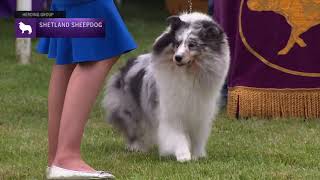 Shetland Sheepdogs  Breed Judging 2021 [upl. by Consalve]