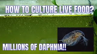 How to Culture Daphnia Secret Method to Breed MILLIONS  Simply Aquatic [upl. by Brannon]