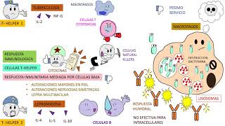 Micobacterium Leprae  ENFERMEDAD DE HANSEN  LEPRA [upl. by Dirk]