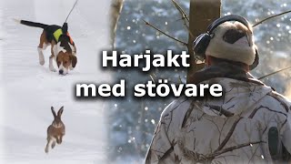 Harjakt med stövare Hunting hare with dogging dog [upl. by Lathe486]