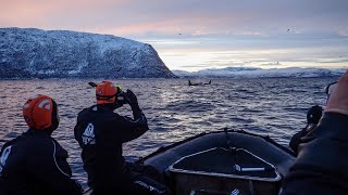 Snorkeling with Whales amp Orcas in Norway  Expedition Cruise [upl. by Stuckey]