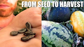 Growing Watermelons From START TO FINISH  Tips and Tricks and Some Unusual Varieties [upl. by Lynde]