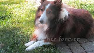 Sheltie Rescue [upl. by Frick]