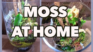 How to grow and propagate moss [upl. by Yekcin38]