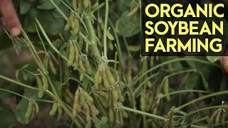 Organic Soybean Farming Reviving the Soybean Industry in the Philippines [upl. by Eliak]