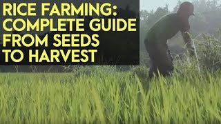 Rice Farming Complete Guide from Seeds to Harvest [upl. by Ethe]