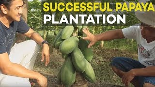 Papaya Farming Successful Papaya Plantation of Former OFW  Farming is Better than Working Abroad [upl. by Elspet]