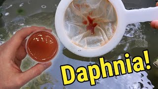 How I Culture Daphnia In Outdoor Tubs [upl. by Nauj218]