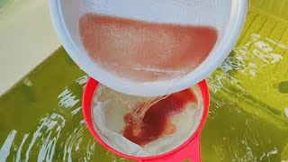 How to culture daphnia  Daphnia culture  How to grow daphnia outdoor [upl. by Rori]