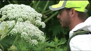 How To Identify Giant Hogweed [upl. by Atinar]