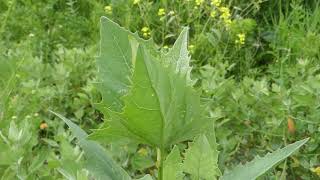 Lambs Quarters and Friends [upl. by Haleigh217]