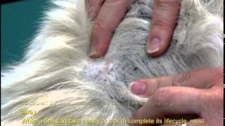 Facts about Fleas [upl. by Clotilda589]