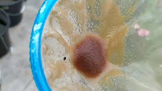 How to culture daphnia moina in a small container Part 1 English Subtitle [upl. by Cirederf275]