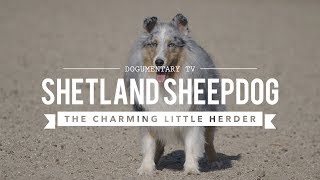 ALL ABOUT HERDING SHETLAND SHEEPDOGS [upl. by Margreta]