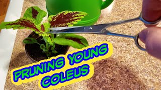 Coleus Growing tipsWhen amp How to start Pruning [upl. by Tumer]