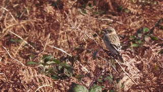 Siberian Stonechat Porthgwarra Cornwall [upl. by Yeldar722]