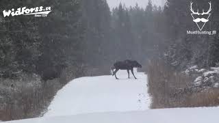 JAKTLANDET  ÄLGJAKT Skottscener [upl. by Nygem]