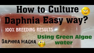 Daphnia MagnaHow to Culture Daphnia Easy wayCulturing Daphnia using Green water Daphnia [upl. by Htidirem348]