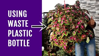 NEW Way to Grow COLEUS That NOBODY Did Before [upl. by Caddaric]