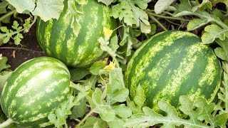 How to Grow Watermelons  Complete Growing Guide [upl. by Tut53]