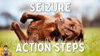 What to Do When Your Dog has a Seizure [upl. by Zealand]