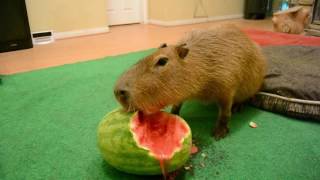 Capybara eating half a watermelon Full Video [upl. by Retluoc]