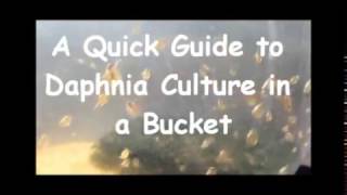 How to culture daphnia outside [upl. by Nele719]