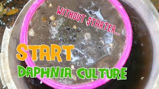 How to culture daphnia moina the easy way 1  Starting the Daphnia culture [upl. by Adaval]