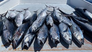 BOAT Full of TRASH FishCatch Clean Cook Bonito False Albacore [upl. by Rabkin]