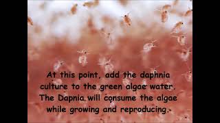 Daphnia  How to grow daphnia in your home [upl. by Eylatan]