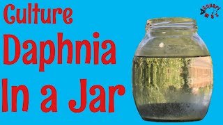 How to Culture Daphnia in a Jar [upl. by Pilloff]