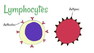 Cell Defence Lymphocytes and Phagocytes [upl. by Adalheid]