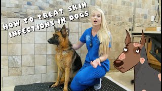 How to Treat Skin Infections in Dogs  Pyoderma [upl. by Kreda]