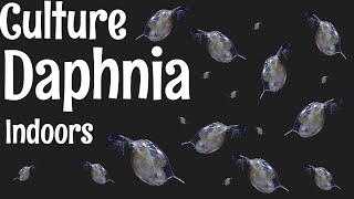 How to Culture Daphnia [upl. by Ayvid]